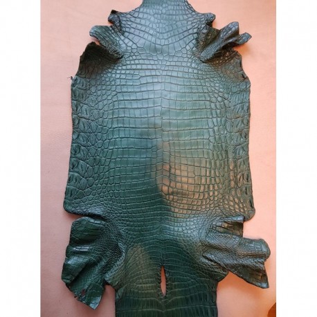 Skóra z brzucha krokodyla zielony 35cm