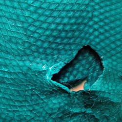 Skóra z ryby abalistes turkusowa